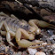 Desert Hairy Scorpion