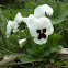 Pansy