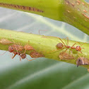 Weaver Ant