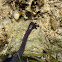 Sea Cucumber