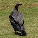 Vulture