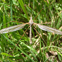 Crane fly. Zancudo