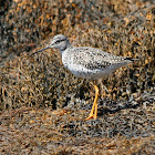 Greater Yellowlegs