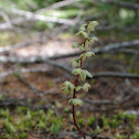 White-veined Wintergreen