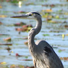 Great Blue Heron