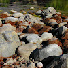 Rusty Moss