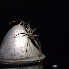 Wheel Bug