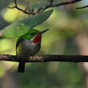 Puerto Rican Tody
