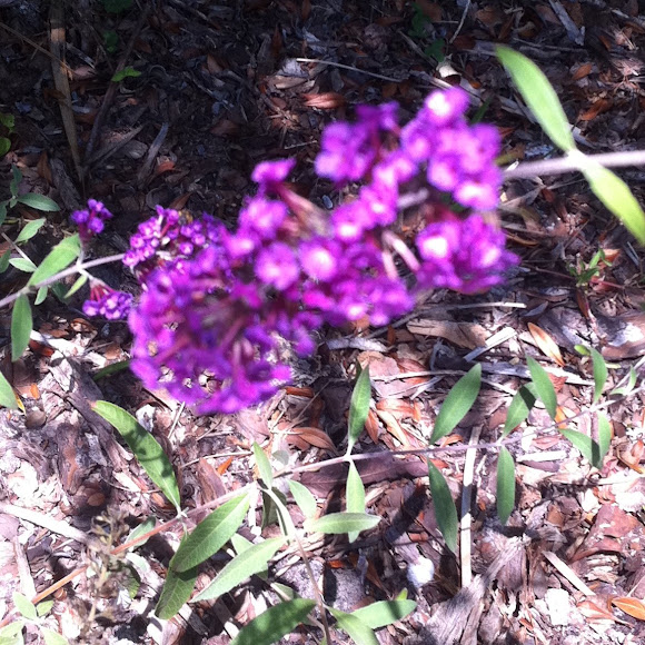 Spotting Image 1