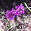 Butterfly bush
