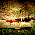 Crocodile