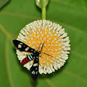 Tiger Moth