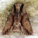 Common Hyppa Moth