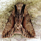 Common Hyppa Moth