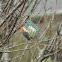 Red-bellied Woodpecker