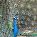 Pavo real