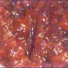 Brandied Cherries