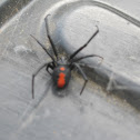 Red Back Spider
