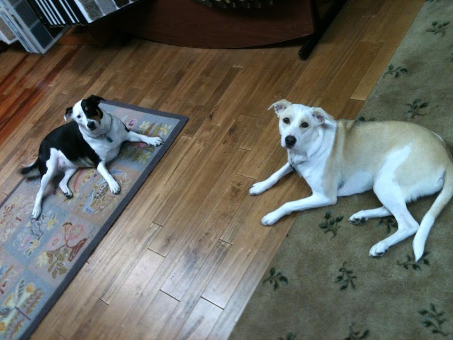 best way rug & furniture cleaners