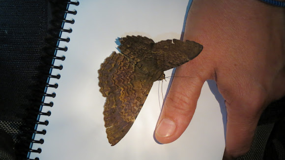 Spotting Image 1