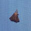 Moth
