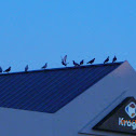 Rock Pigeon