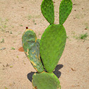 Prickly Pear