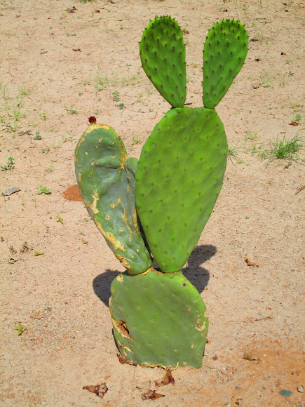 Spotting Image 1