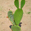 Prickly Pear