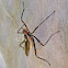 banana stalk fly
