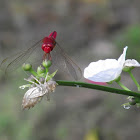 scarlet skimmer