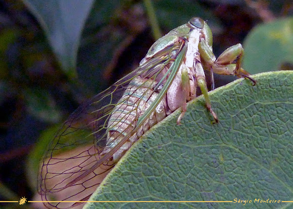 Spotting Image 1