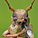 Longhorn Beetle