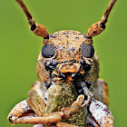 Longhorn Beetle
