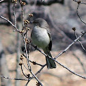 Northern mockingbird