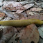 Banana slug