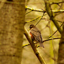Redwing