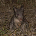 Rufous Bettong