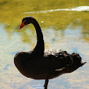 Black swan