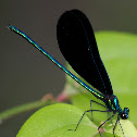 Ebony Jewelwing