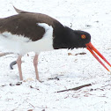 American Oystercatcher