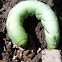 Hornworm