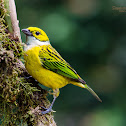 Silver-throated Tanager