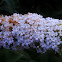 Butterfly Bush