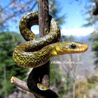 Hodgson's Ratsnake