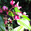 Begonia