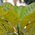 Croton