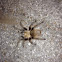 Oklahoma brown tarantula
