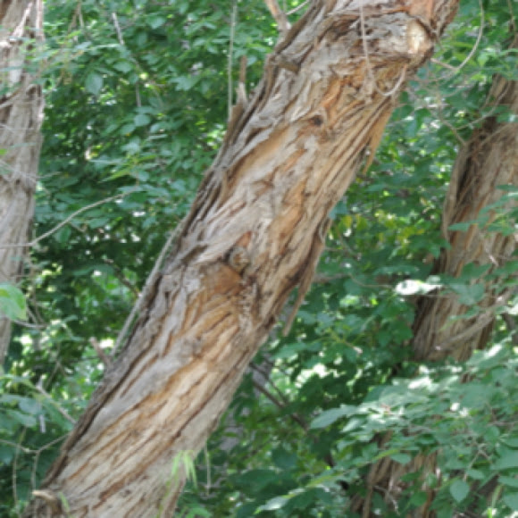 Spotting Image 1