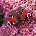 Eurpean Peacock